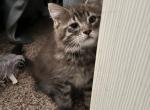 Sassy - Maine Coon Kitten For Sale - Rock Island, IL, US