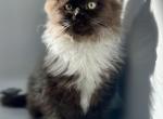 Theo - Ragdoll Kitten For Sale - 