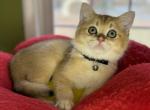 Mr PoTTeR - British Shorthair Kitten For Sale - 