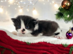 Theo - Minuet Kitten For Sale - Joplin, MO, US