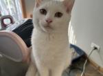 2 Male Bonded Kittens - Domestic Kitten For Sale - 