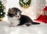 Lucia - Minuet Kitten For Sale - Joplin, MO, US