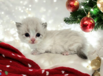 Desi - Minuet Kitten For Sale - Joplin, MO, US