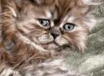 GUCCI chocolate - Scottish Straight Kitten For Sale - Hollywood, FL, US