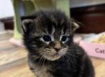 Bombay x Blake - Maine Coon Kitten For Sale - Roscoe, IL, US