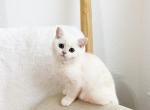 Oakley - British Shorthair Kitten For Sale - Roseville, CA, US