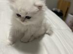 Atlas - Persian Kitten For Sale - Austin, TX, US