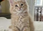 One - Maine Coon Kitten For Sale - North Port, FL, US