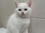 Rex - Turkish Angora Kitten For Sale - Staten Island, NY, US