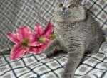 Matilda - British Shorthair Kitten For Sale - 