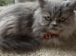 Doll faced Blue Persian - Persian Kitten For Sale - 