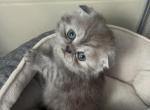 Little Ms Blue Scottish fold - Scottish Fold Kitten For Adoption - Minneapolis, MN, US