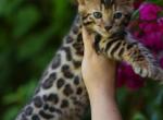 Molly - Bengal Kitten For Sale - 