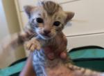 Nadirahs Silver Litter - Bengal Kitten For Sale - 