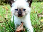 Chai - Siamese Kitten For Sale - Columbus, GA, US