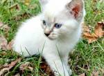 Thalassa - Siamese Kitten For Sale - 