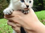 Rowan - Siamese Kitten For Sale - 