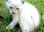 Cloud - Siamese Kitten For Sale - 