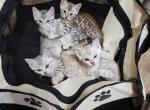 Amazing bengals kittens - Bengal Kitten For Sale - 