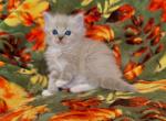 Sweet Pea - Ragdoll Kitten For Sale - Los Angeles, CA, US