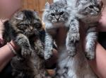 Smokeys litter - Highlander Kitten For Sale - 