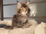 Diva - Maine Coon Kitten For Sale - New York, NY, US