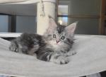 Candy - Maine Coon Kitten For Sale - New York, NY, US