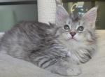 Dragon - Maine Coon Kitten For Sale - New York, NY, US