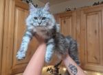 Kimchi - Maine Coon Kitten For Sale - 