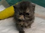 Beautiful Quality Persians - Persian Kitten For Sale - Lehighton, PA, US