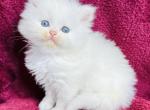 Jack - Persian Kitten For Sale - Callahan, FL, US