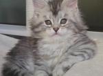 Daisy - Maine Coon Kitten For Sale - New York, NY, US