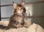 Diva - Maine Coon Kitten For Sale - Fairfax, VA, US