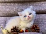 zara - Himalayan Kitten For Sale - Williamsport, OH, US