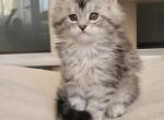 Daisy - Maine Coon Kitten For Sale - Chicago, IL, US