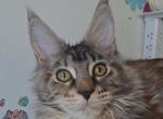 Jasmine - Maine Coon Kitten For Sale - 