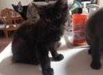 Fury - American Longhair Kitten For Sale - 