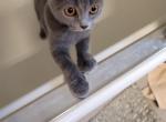 Lucy - Scottish Fold Kitten For Sale - 