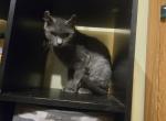 Anthena - American Curl Cat For Sale - 