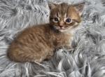 Mia - Munchkin Kitten For Sale - Sullivan, MO, US