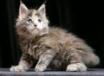 Olga - Maine Coon Kitten For Sale - Miami, FL, US