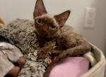 Samara - Devon Rex Cat For Sale - Brooklyn, NY, US