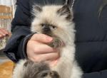 September litter - Himalayan Kitten For Sale - Vestal, NY, US