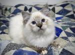 Albus - Ragdoll Kitten For Sale - Tuscaloosa, AL, US