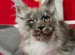 QMartin - Maine Coon Kitten For Sale - Gurnee, IL, US