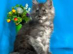 Berta - Maine Coon Kitten For Sale - Gurnee, IL, US