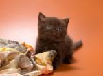 Adel - British Shorthair Kitten For Sale - Gurnee, IL, US