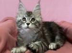 Xanti - Maine Coon Kitten For Sale - Boston, MA, US