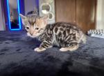 Spotted Bengal Boy Bear - Bengal Kitten For Sale - Milwaukee, WI, US