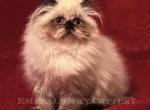 Meet Affectionate Sara - Himalayan Kitten For Sale - Marietta, GA, US